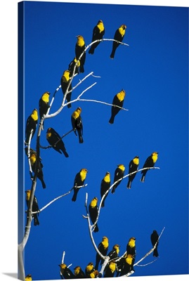 Yellow-headed blackbirds perching on bare tree branches, blue sky, Bosque Del Apache, New Mexico