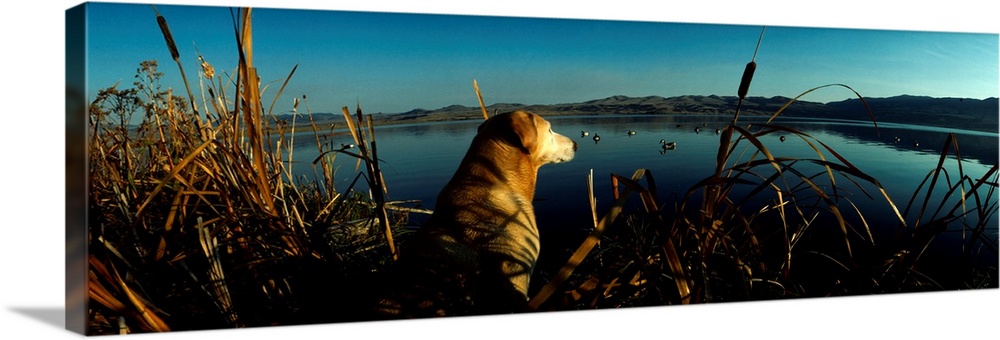 Panoramic photograph displays a dog patiently waiting in a group of cattails overlooking a large lake filled with decoys i...