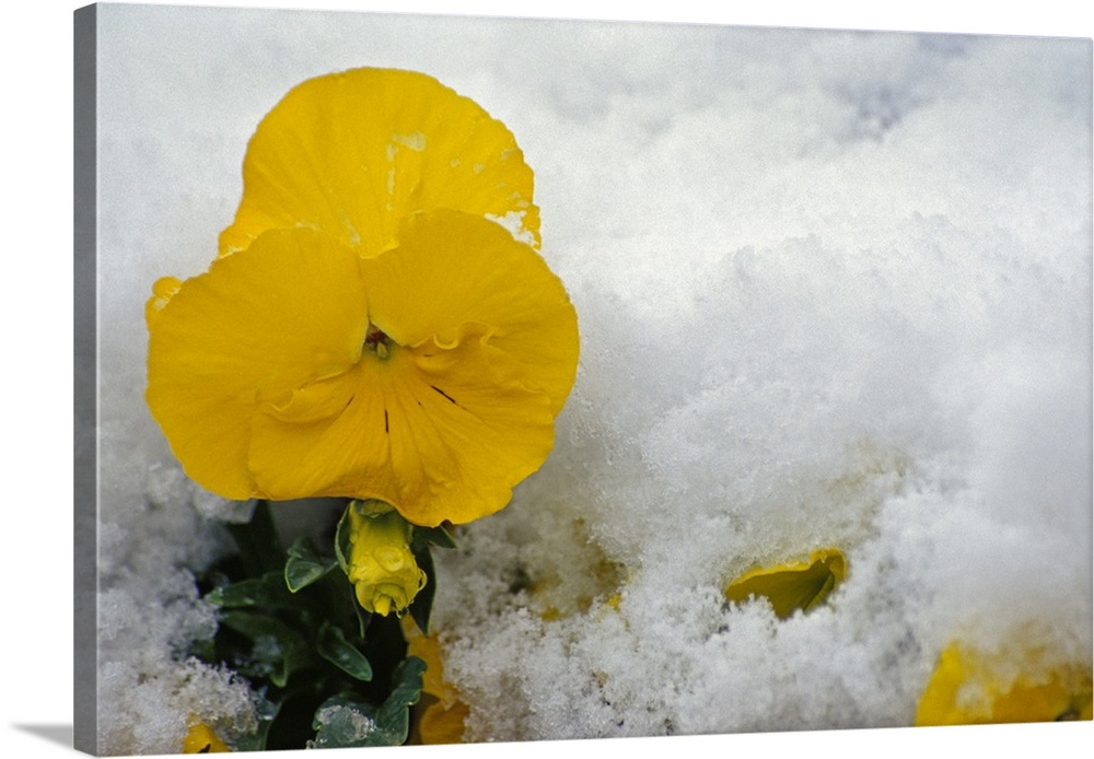 Big, landscape photograph of a golden pansy flower in bloom, surrounded by a snow covered ground.