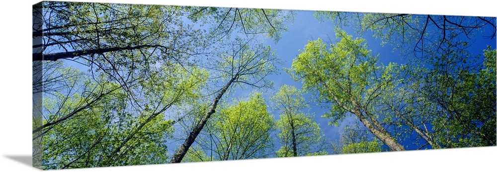 Spring Leaves on Yellow Poplar Trees, Great Smoky Mts National Pk, TN, USA