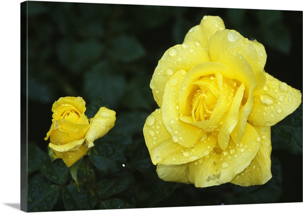 Yellow rose flowers blooming, close up.