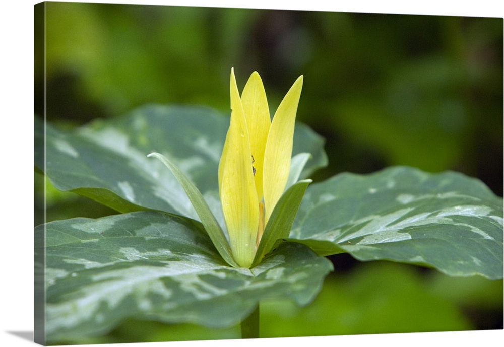 Yellow trillium flower (Trillium luteum) in bloom, close up, Tennessee