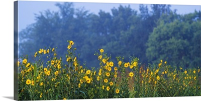Yellow Wildflowers In Bloom Oklahoma