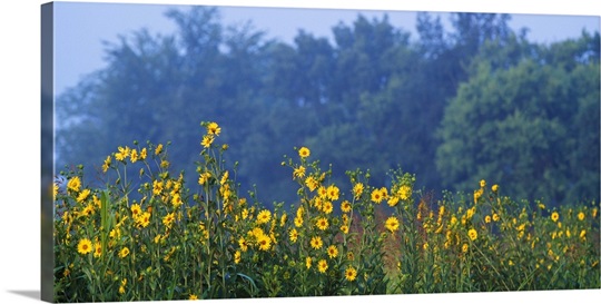 Yellow Wildflowers In Bloom Oklahoma Photo Canvas Print | Great Big Canvas