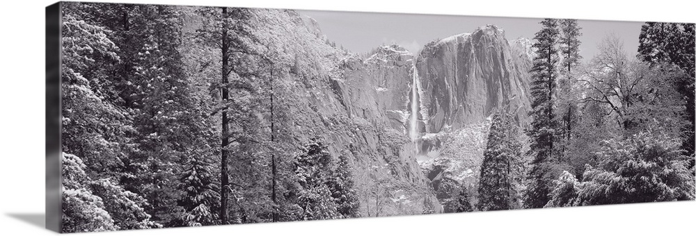 Photograph of Yosemite Falls in winter with snow covered trees framing the frozen waterfall on the cliff.