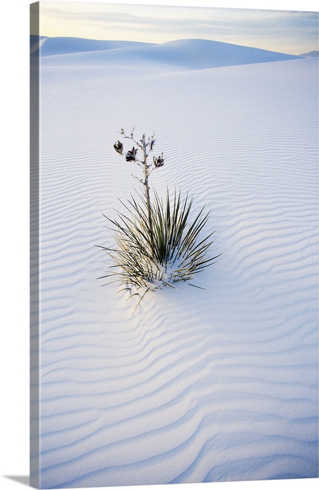 Yucca Plant In Sand Dune
