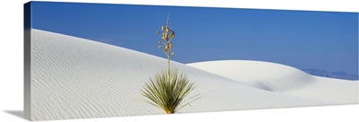 Yucca Plant in White Sands National Monument NM