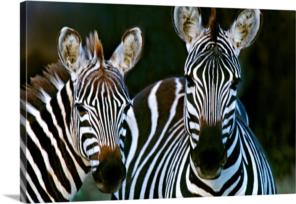 Huge photograph includes a couple striped African wild horses standing still.  The sharp focus on these two animals is con...