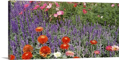 Zinnia Salvia and cosmos flowers in a garden, Sacramento, California