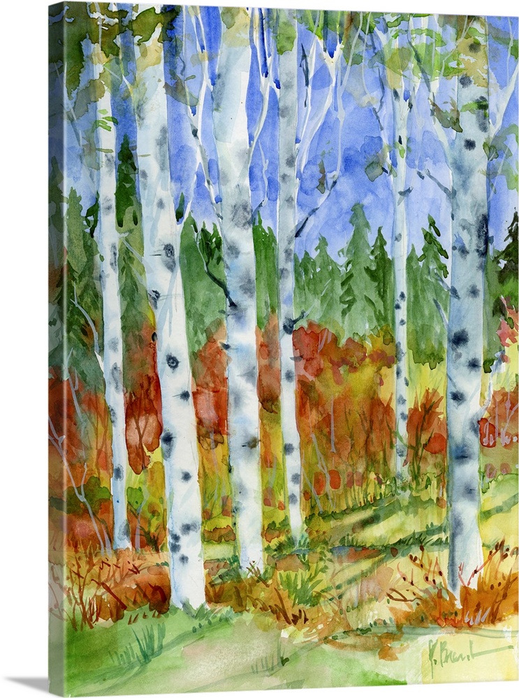 Autumn Birch Forest