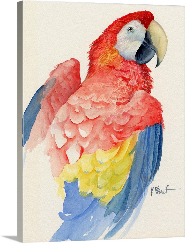 Watercolor painting of a scarlet macaw parrot.