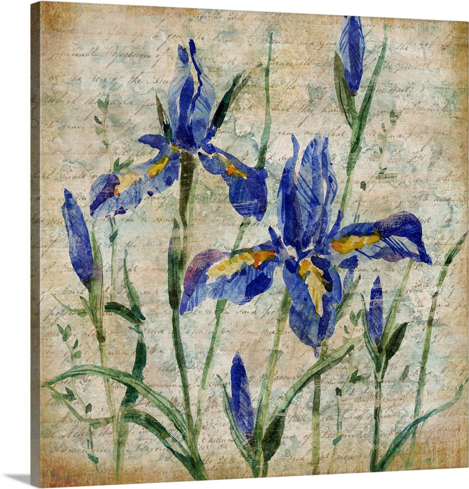 Painting of a group of iris flowers over antique paper with faded handwriting.