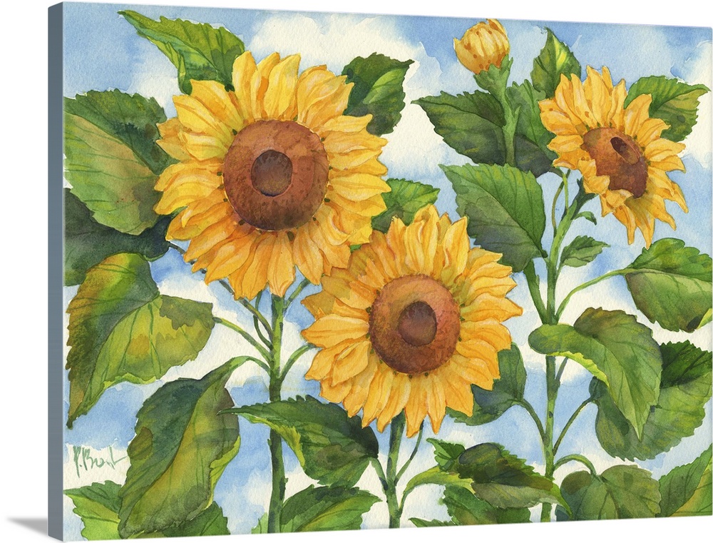 Trio of sunflowers with broad leaves against the sky.