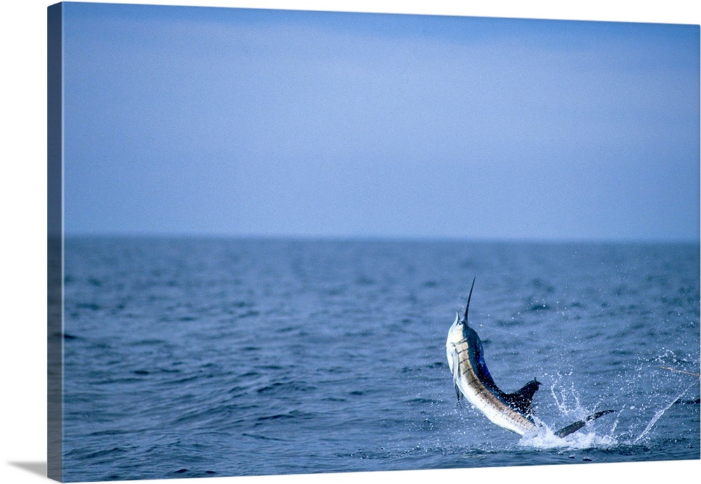 Deep sea fisherman catching a swordfish.