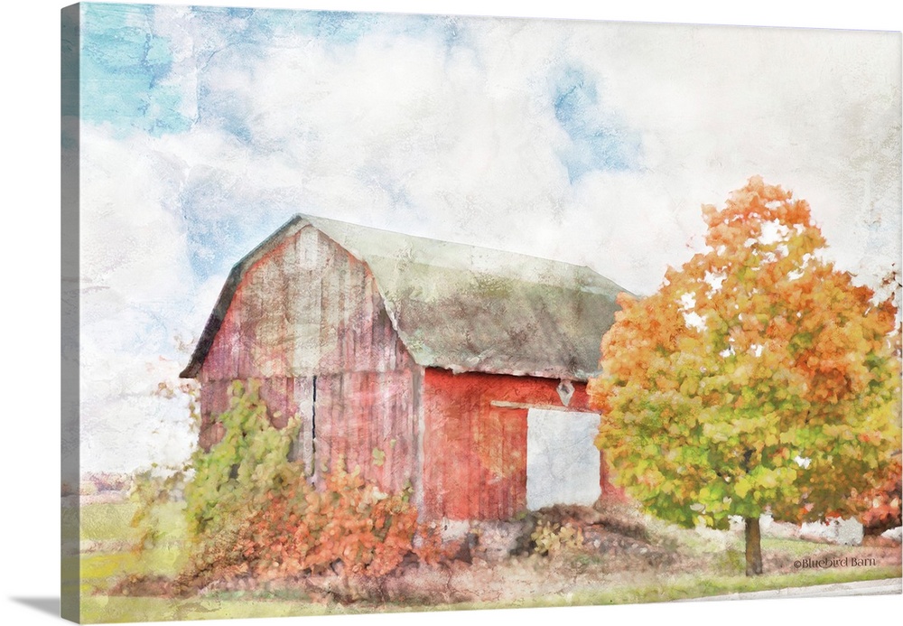 Autumn Maple by the Barn