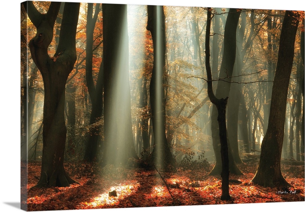 Beams of light shining in a forest of dark trees with a leaf-covered floor.