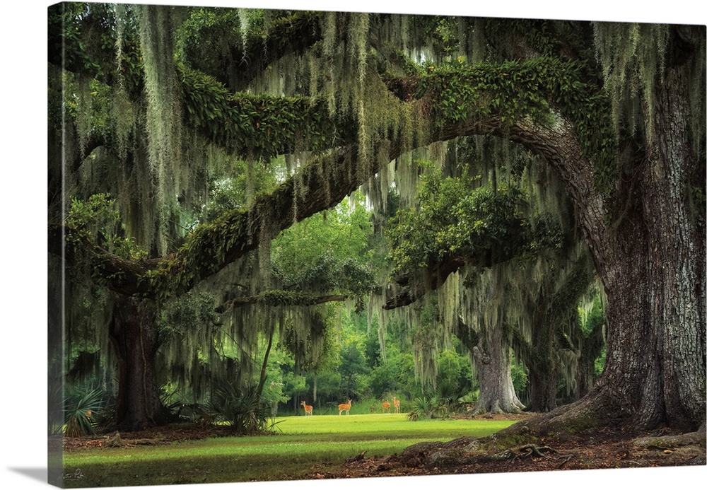 Deer Among The Moss I