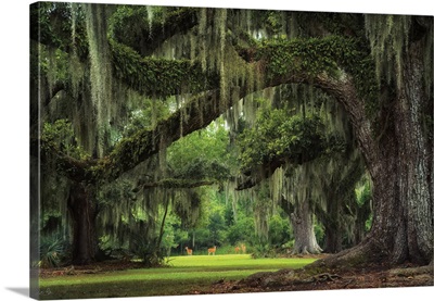 Deer Among The Moss I