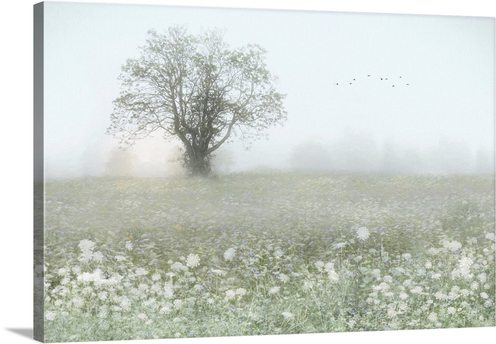 Field of Queen Anne's Lace