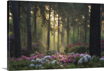Flowers In The Forest