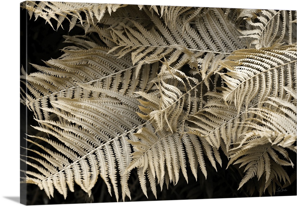 Golden Ferns II