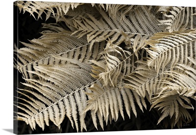 Golden Ferns II
