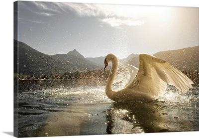 Golden Swan