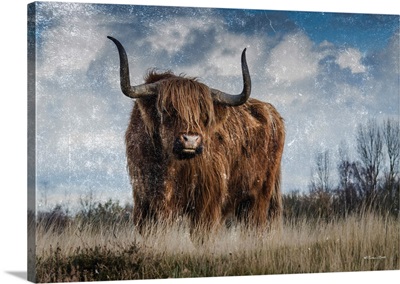 Highland Bull Vintage 1