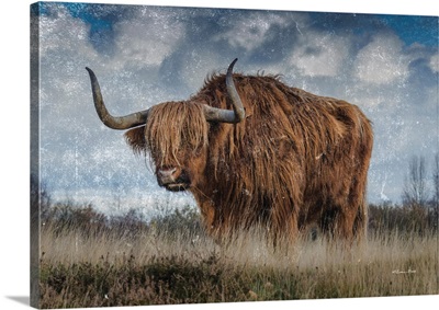 Highland Bull Vintage 2