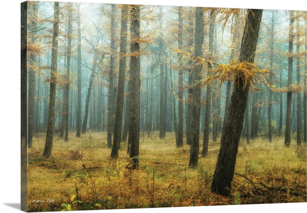 Misty forest with a light blue glow and a grassy forest floor.