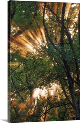 Light Explosion