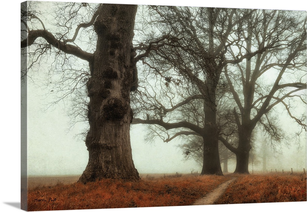 Huge trees in the fog and looming over a coppery field.