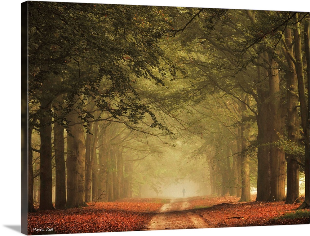 A pathway through a misty forest with tall trees.