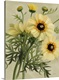 image thumbnail of Moody Daisies
