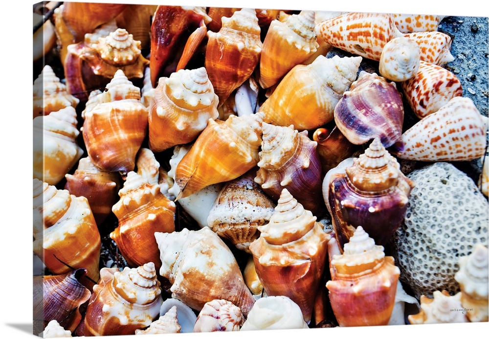 Ocean's Treasure Trove