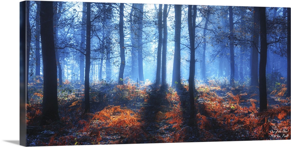 Hazy forest in soft blue light, with long shadows.