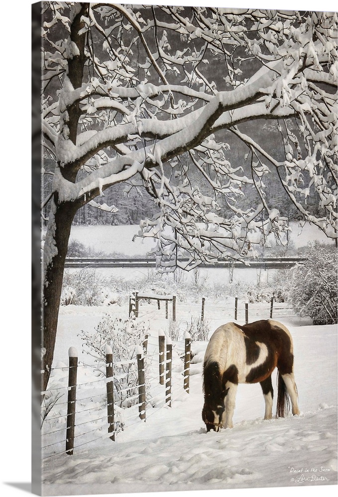 Horse grazing beside a fence in a snow covered field.