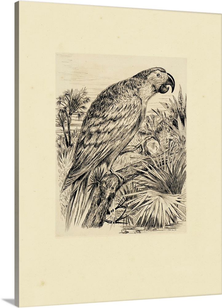 Parrot Illustration