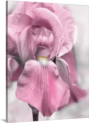 Pink Iris