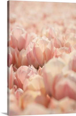 Pink Petals