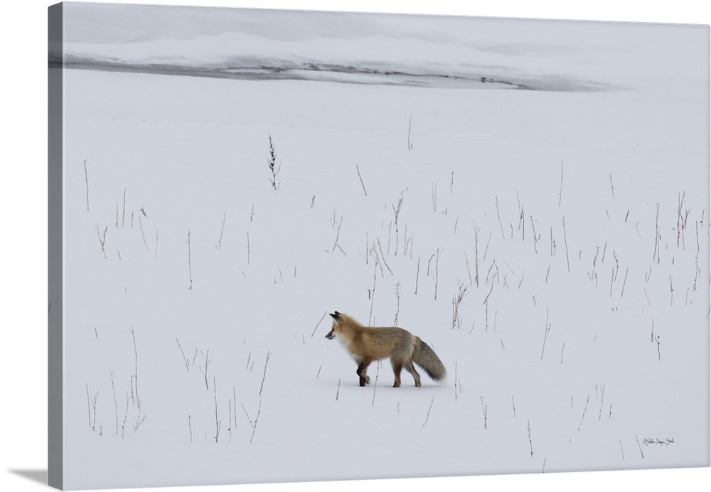 A red fox prowls for voles, hidden beneath the snow, in Yellowstone National Park in the western U.S. state of Wyoming.