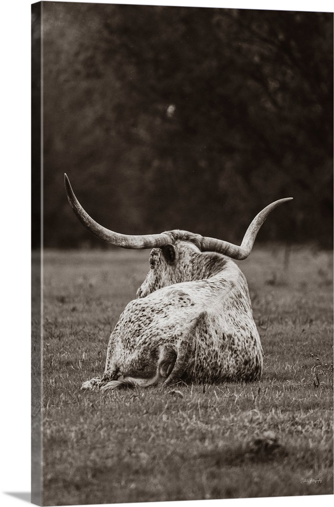 Resting Longhorn