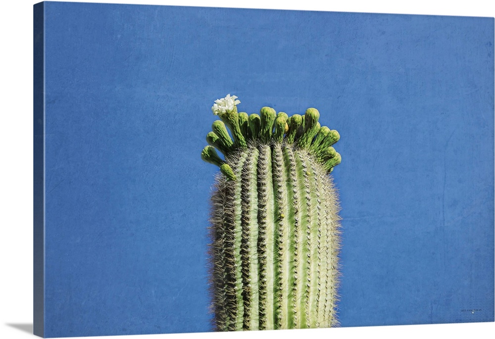 Saguaro Standing Tall II