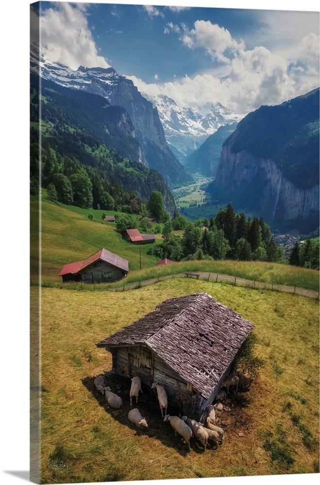 Sheep In The Alps