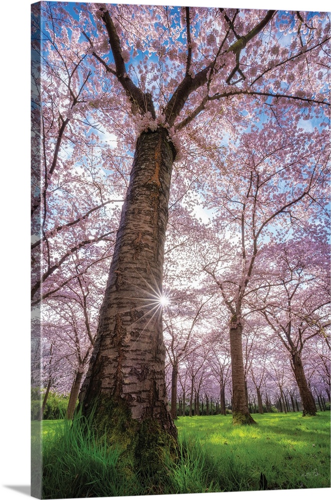 Spring Serenade