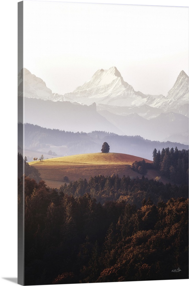 Stand Alone Tree At The Alps