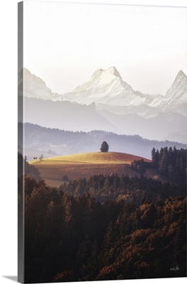 Stand Alone Tree At The Alps