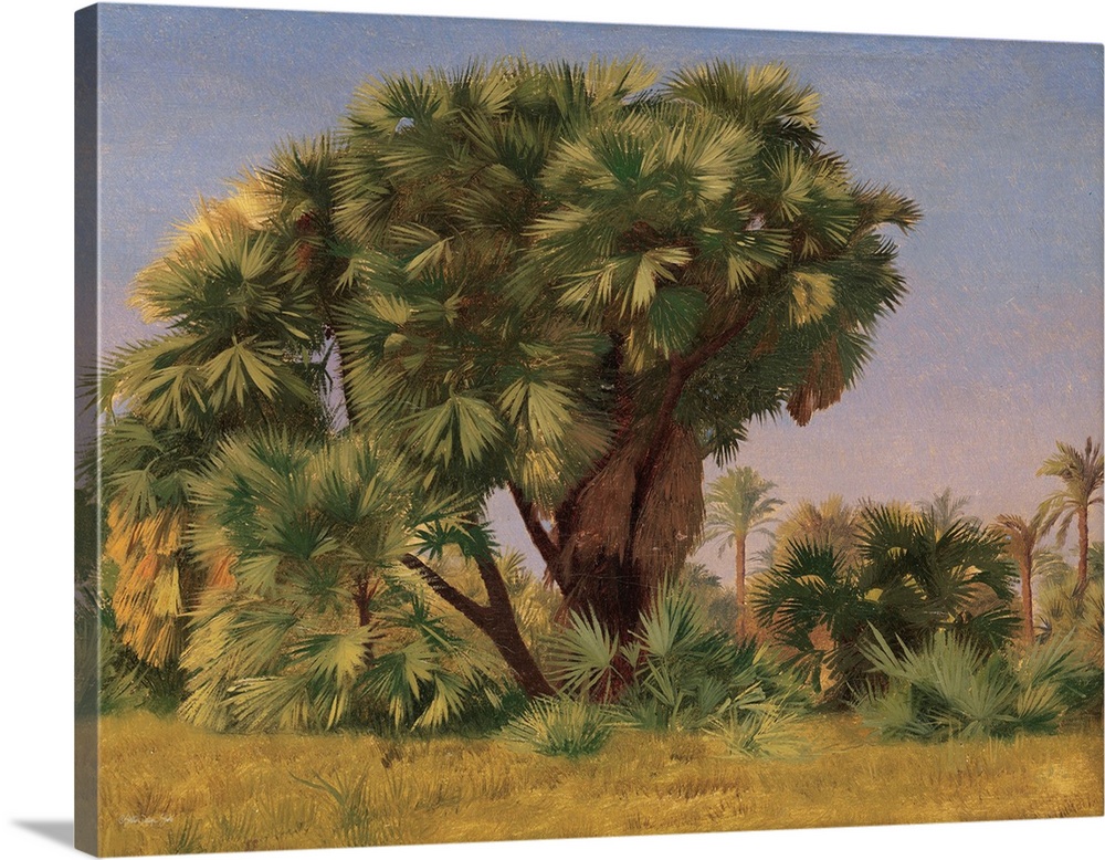 Study Of Palm Trees