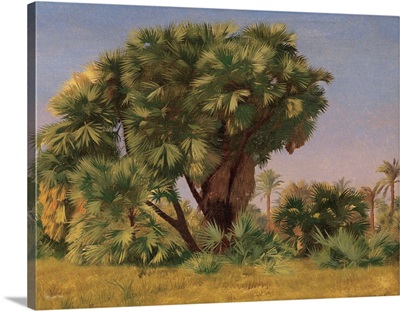 Study Of Palm Trees