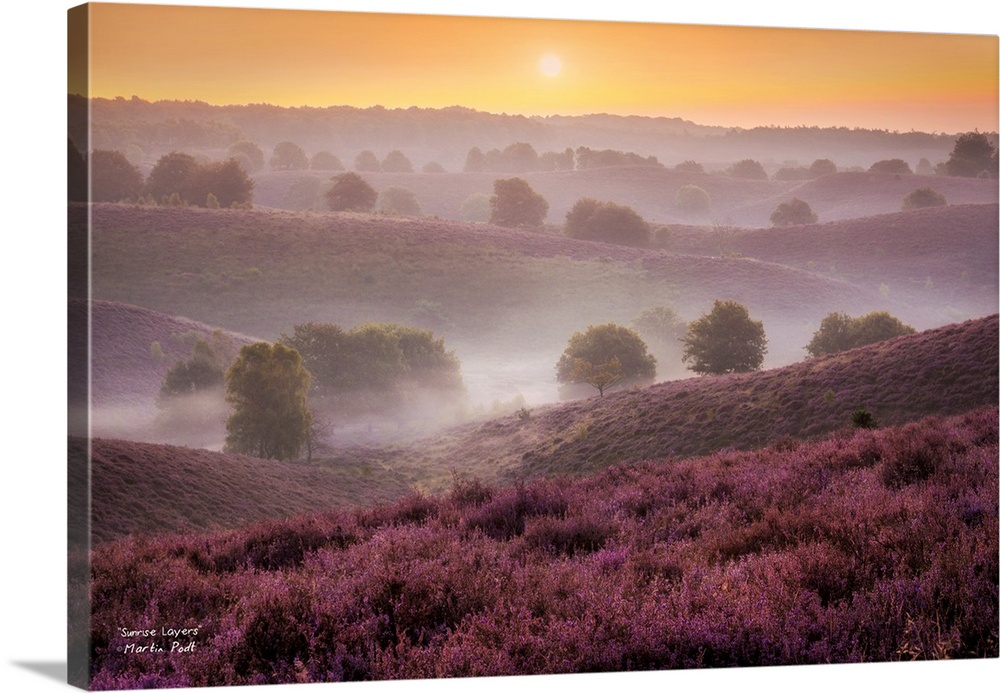 The sun at dawn over misty rolling hills with lavender flowers and bushes.